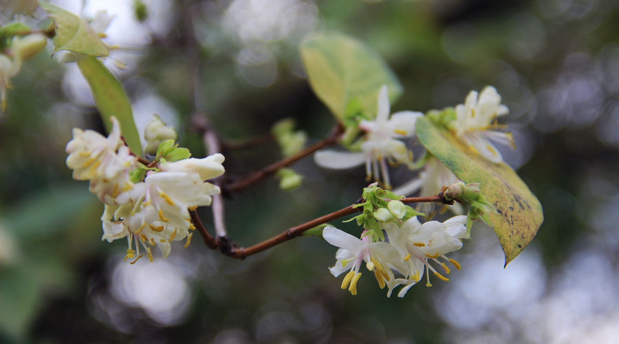 Жимолость душистейшая &copy;&nbsp;Фото пресс-службы Сочинского нацпарка