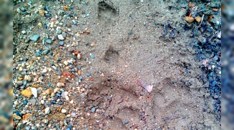  &copy;&nbsp;Фото пресс-службы Кавказского биосферного заповедника