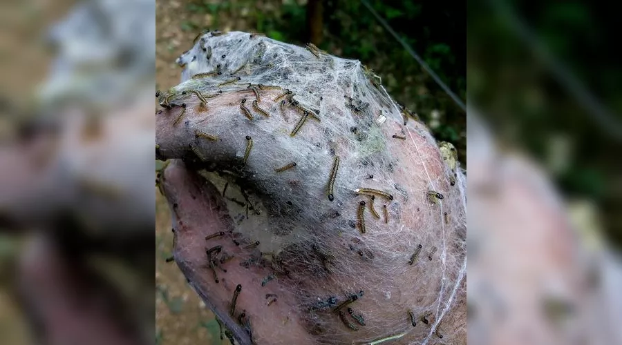  &copy;&nbsp;Фото &laquo;НАБУ-Кавказ&raquo;