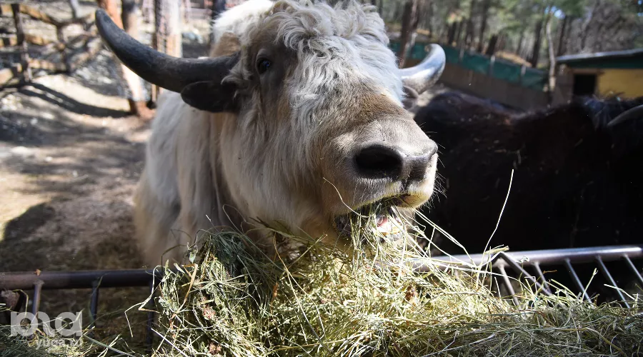"Сафари-Парк" в Геленджике &copy;&nbsp;Елена Синеок, ЮГА.ру