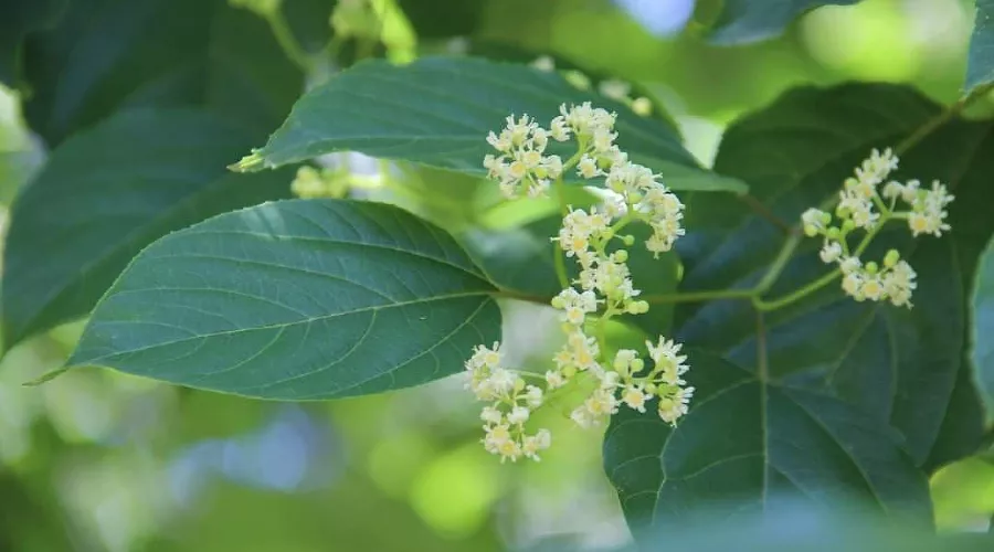  &copy;&nbsp;Фото пресс-службы Сочинского нацпарка