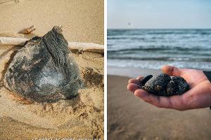  &copy;&nbsp;Скриншоты фото из телеграм-канала &laquo;Сети, сито, лопата&raquo;