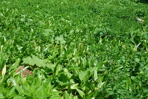 Безвременник великолепный &copy;&nbsp;Фото пресс-службы Сочинского нацпарка