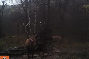  © Фото пресс-службы Кавказского биосферного заповедника