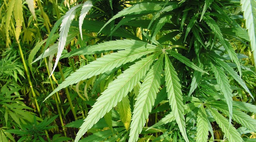  &copy;&nbsp;Фото с сайта pixabay.com