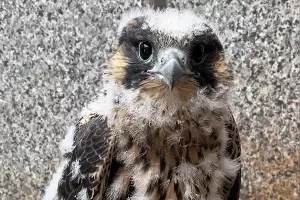  &copy;&nbsp;Фото Эльзы Габбасовой