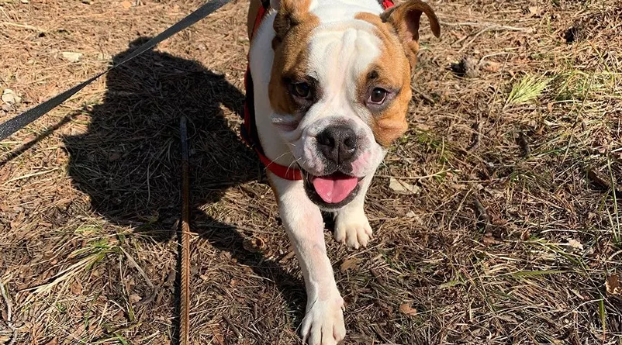 Бульдог Феникс &copy;&nbsp;Фото из инстаграма бульдога Феникса, www.instagram.com/bulldog_feniks