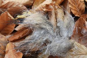  © Фото пресс-службы Кавказского заповедника