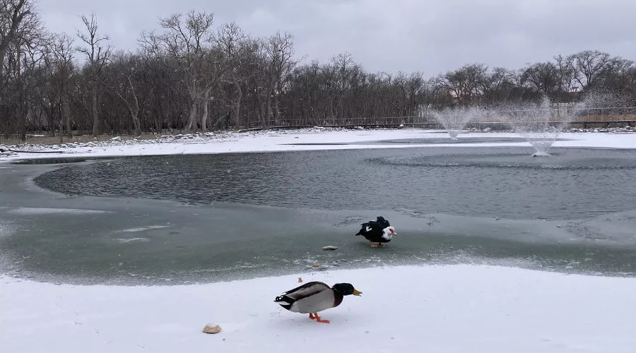 Пруд в парке «Молодежный» в Геленджике &copy;&nbsp;Фото Татьяны Дроздецкой