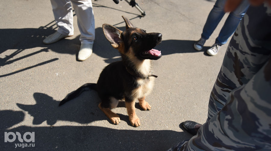  © Елена Синеок, ЮГА.ру