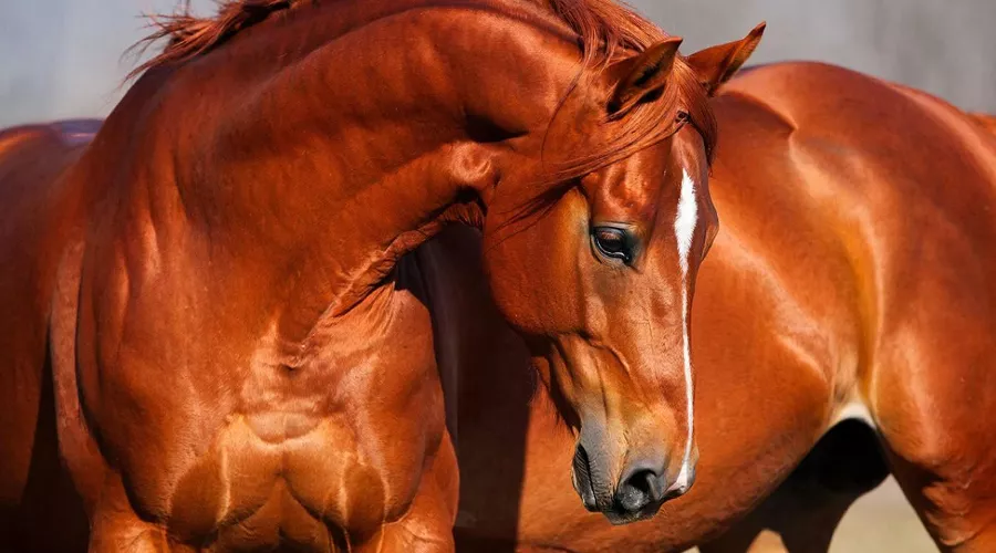 лошадь &copy;&nbsp;Татьяна Соколова