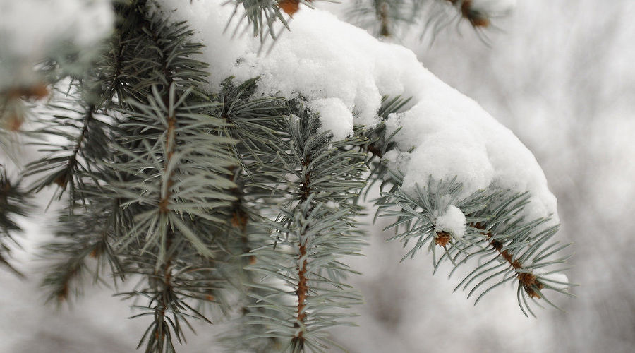 Снег в Краснодаре © Алёна Живцова, ЮГА.ру