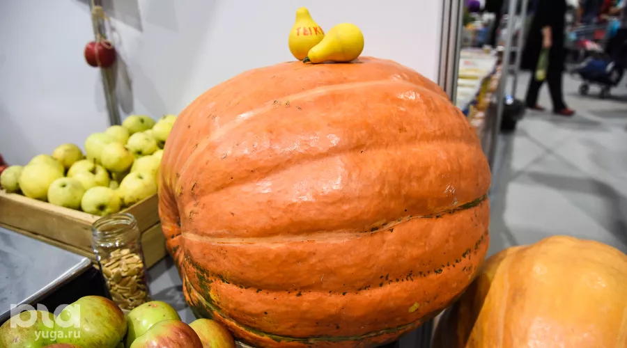  &copy;&nbsp;Фото Елены Синеок, Юга.ру