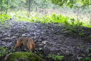  &copy;&nbsp;Фото пресс-службы Кавказского заповедника