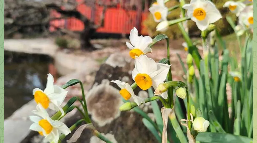 Нарцисс букетный &copy;&nbsp;Скриншот публикации в телеграм-канале &laquo;Вести Сочи&raquo;, T.me/novostisochi