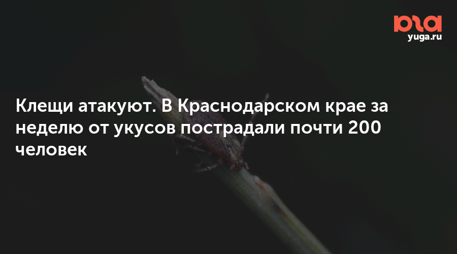 Клещи атакуют. В Краснодарском крае за неделю от укусов пострадали почти 200 человек