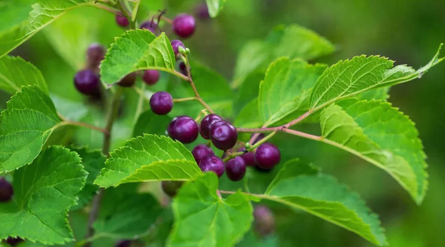 жимолость &copy;&nbsp;Изображение сгенерировано нейросетью Gigachat