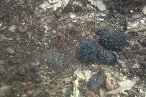 Трюфели в Краснодарском крае &copy;&nbsp;Из архива Михаила Вишневского