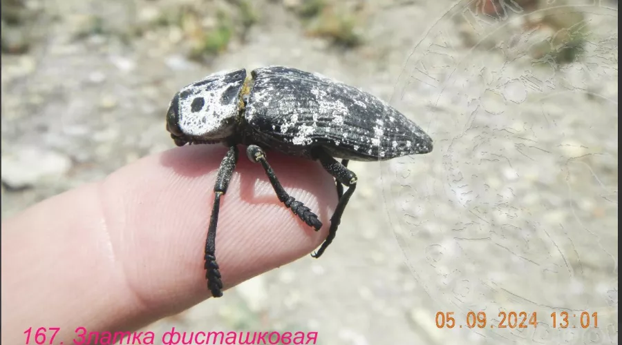  &copy;&nbsp;Скриншот фото из телеграм-канала &laquo;Минприроды Краснодарского края&raquo;