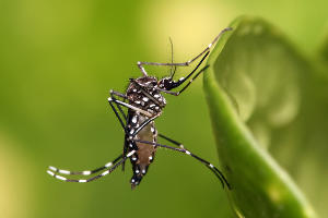 Комар Aedes aegypti © Фото с сайта wikipedia.org