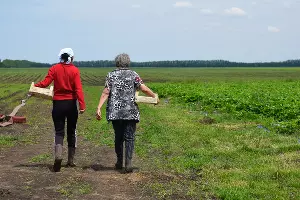 Овощное подразделение начали восстанавливать два года назад. Сейчас производится пять основных культур — томаты, лук, клубника, арбузы, баклажаны. &copy;&nbsp;Фото Елены Синеок, Юга.ру