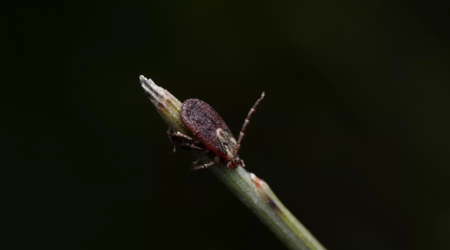 Клещ &copy;&nbsp;Автор фото wirestock, сайт freepik.com