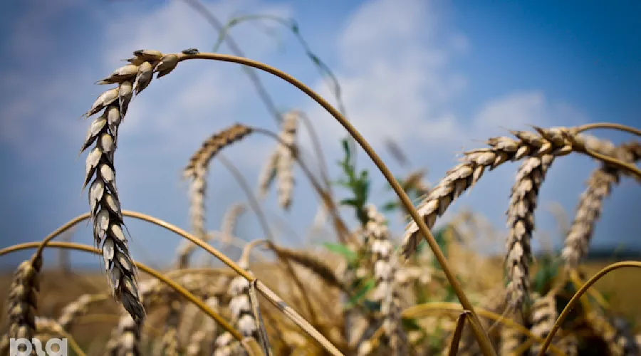 Зерно &copy;&nbsp;Елена Синеок. ЮГА.ру