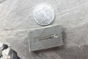 Vinciguerria merklini © Фото пресс-службы Палеонтологического института имени А.А. Борисяка РАН