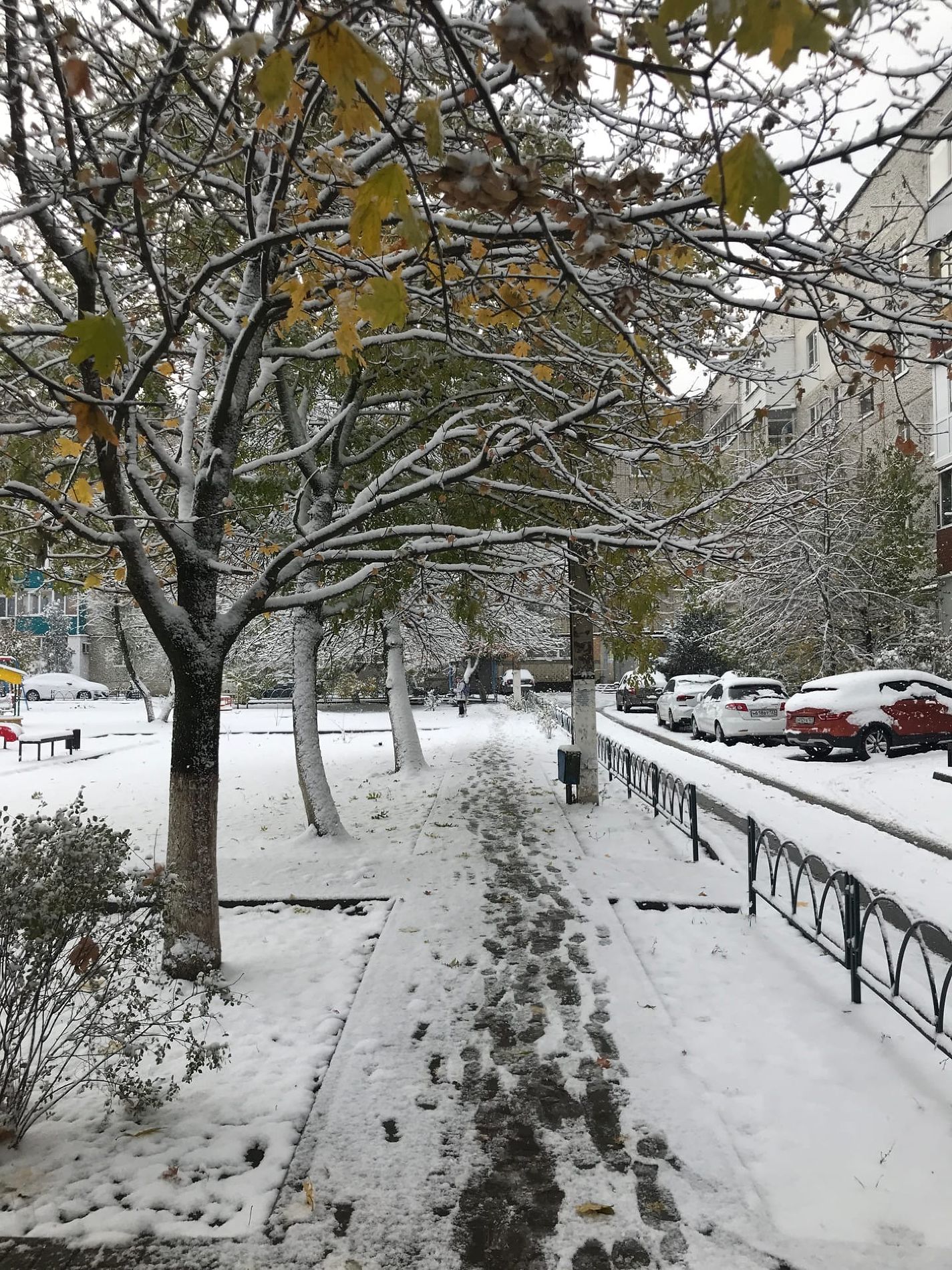 В крае выпал снег. Снег в Краснодаре. Выпал первый снег. Первый снег в Краснодаре. Первый выпавший снег.