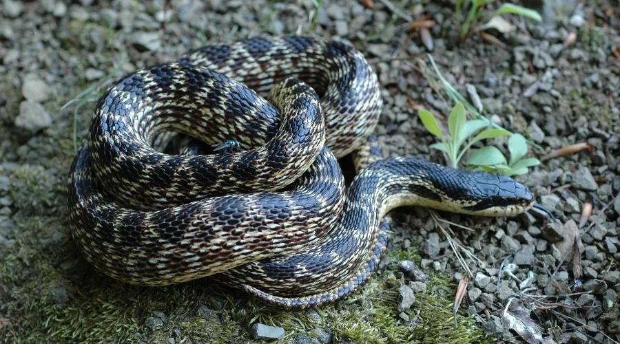  &copy;&nbsp;Фото пресс-службы Сочинского нацпарка
