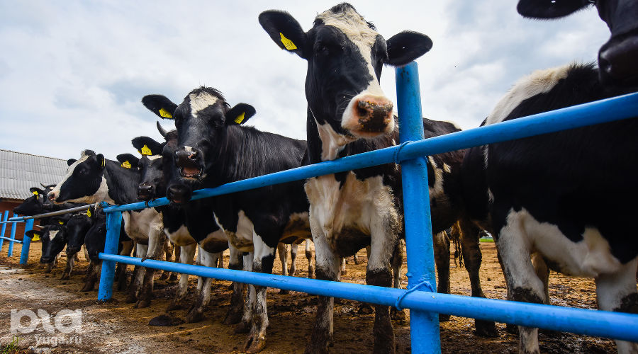  © Фото Елены Синеок, Юга.ру