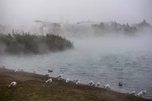 Туман в парке «Солнечный остров» &copy;&nbsp;Фото Елены Синеок, Юга.ру