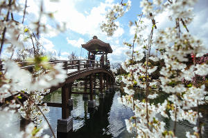 Японский сад © Фото Антона Быкова, Юга.ру