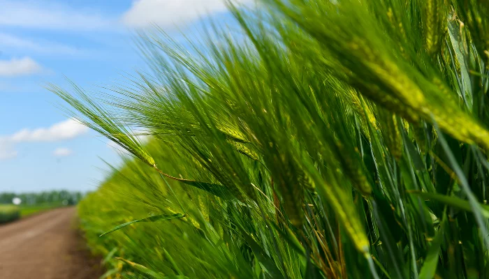 УОХ «Кубань» &copy;&nbsp;Фото Елены Синеок, Юга.ру