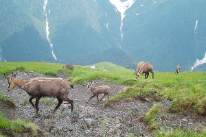  © Фото пресс-службы Кавказского биосферного заповедника