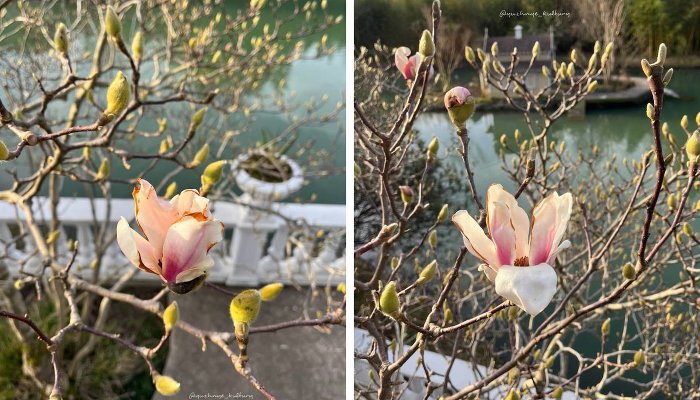 В Сочи пришла весна: в парках и лесах курорта уже зацвели магнолия, акация и другие растения