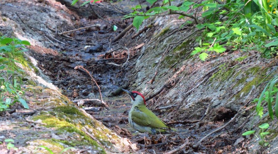 Зеленый дятел © Фото из аккаунта instagram.com/zheleznovodsk__official