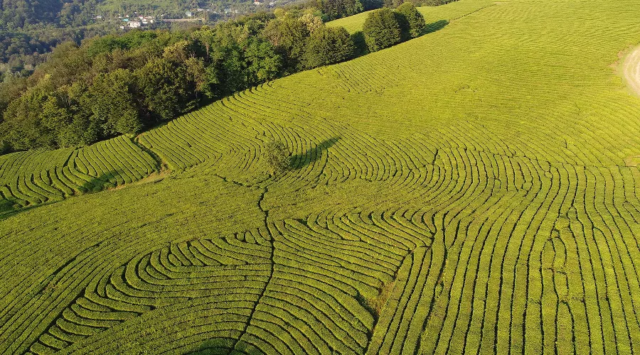 Плантация ГК «Мацеста чай» &copy;&nbsp;Фото предоставлено Юга.ру пресс-службой Ассоциации производителей Краснодарского чая