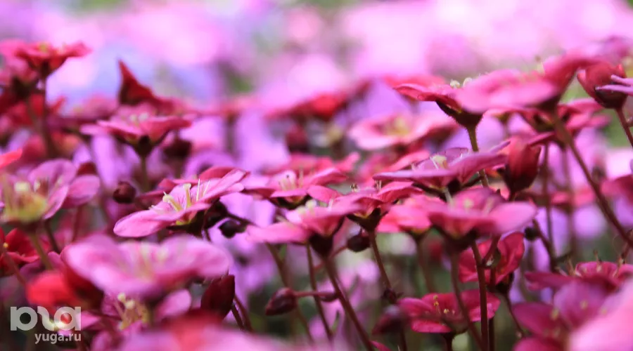  &copy;&nbsp;Фото Марины Солошко, Юга.ру