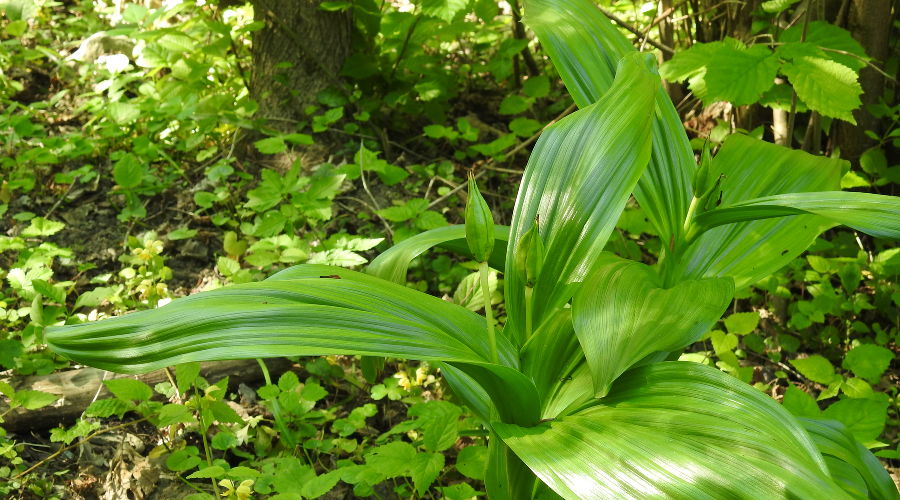 Безвременник великолепный © Фото пресс-службы Сочинского нацпарка