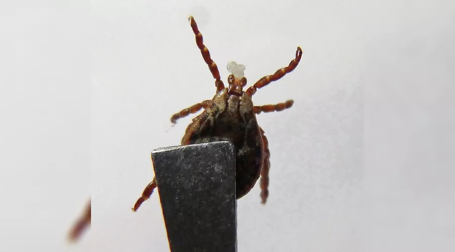  &copy;&nbsp;Фото с сайта pixabay.com