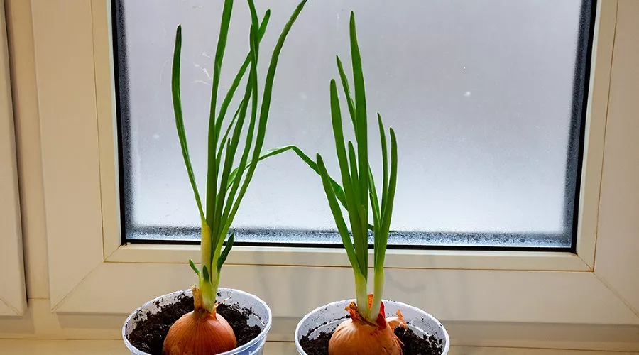 Лук на подоконнике &copy;&nbsp;Фото Анны Нелидовой, freepik.com