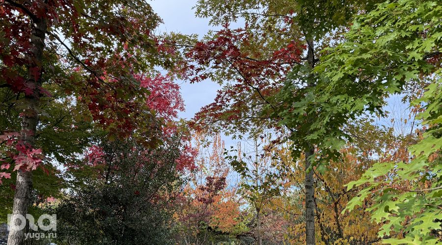 Японский сад в парке «Краснодар» осенью &copy;&nbsp;Фото Марины Солошко, Юга.ру
