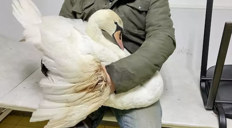  &copy;&nbsp;Фото со страницы instagram.com/gk_lev