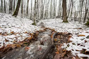 Лес у пещер &copy;&nbsp;Фото Елены Синеок, Юга.ру