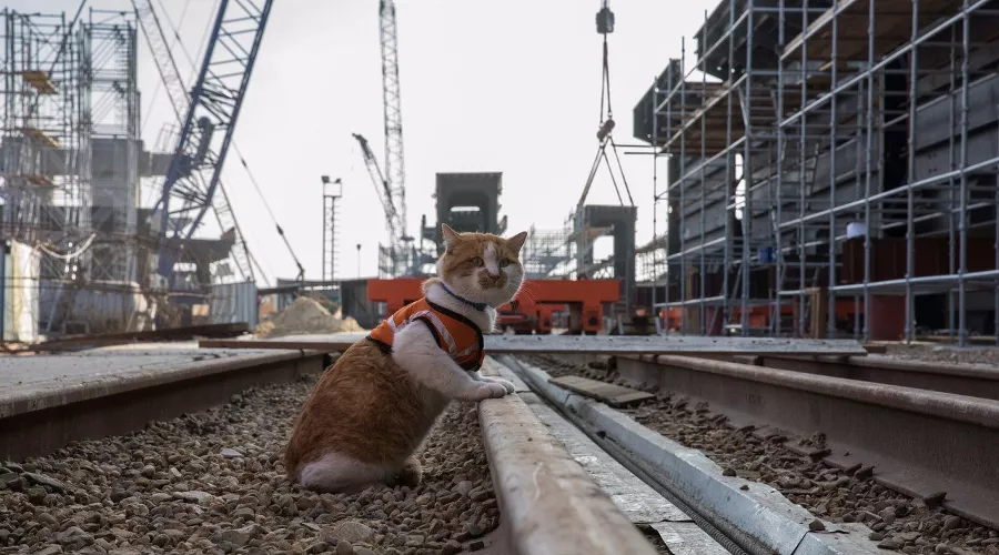  &copy;&nbsp;Фото со страницы instagram.com/cat_the_most