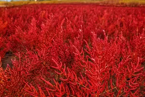 Солерос. Станица Благовещенская &copy;&nbsp;Фото Вячеслава Ревуна