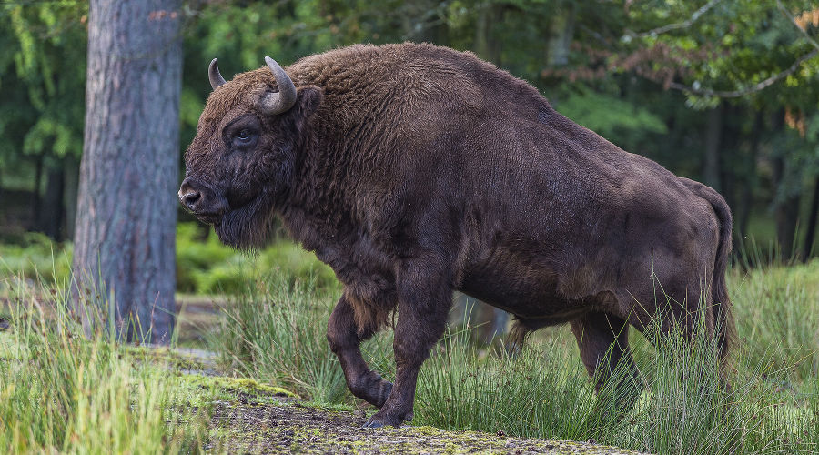 Зубр © Фото пресс-службы отделения «Российский Кавказ» Всемирного фонда дикой природы