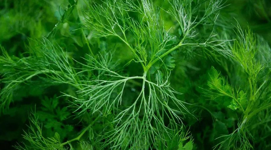 укроп &copy;&nbsp;Сгенерировано нейросетью Gigachat