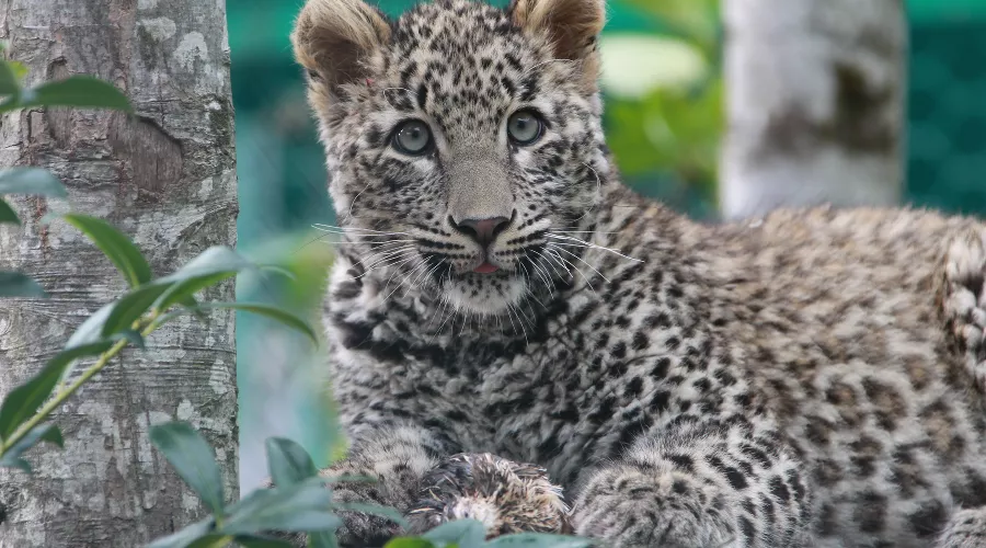Переднеазиатский леопард &copy;&nbsp;Фото Умара Семенова